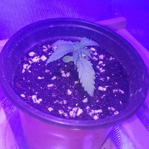 Auto Bruce Banner growlog timeline photo