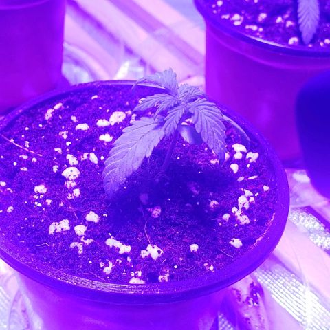 Auto Bruce Banner growlog timeline photo
