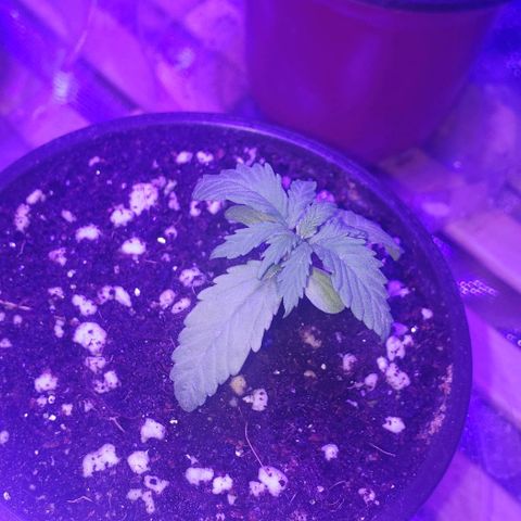 Auto Bruce Banner growlog timeline photo