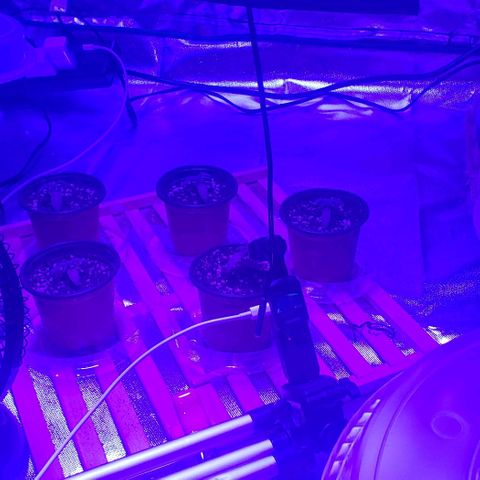 Auto Bruce Banner growlog timeline photo
