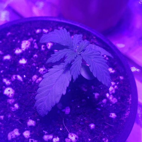 Auto Bruce Banner growlog timeline photo