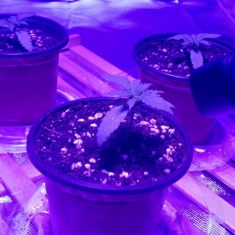Auto Bruce Banner growlog timeline photo