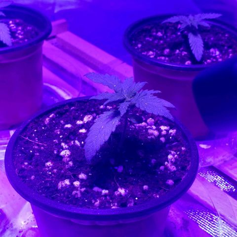 Auto Bruce Banner growlog timeline photo