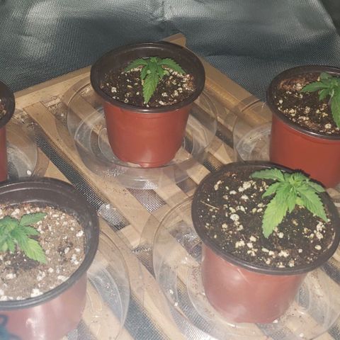 Auto Bruce Banner growlog timeline photo