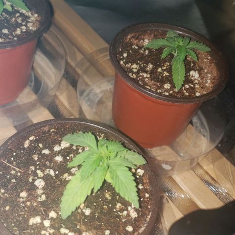 Auto Bruce Banner growlog timeline photo