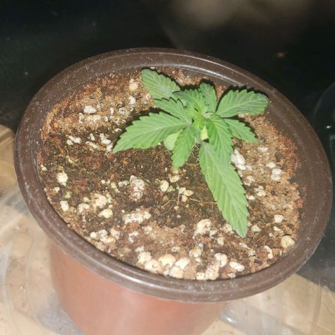 Auto Bruce Banner growlog timeline photo