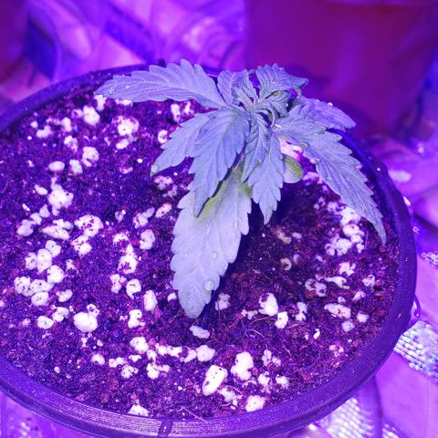 Auto Bruce Banner growlog photo: Watered with nutrients for the first time

Ph 5.9
Ppm 650
Ec 1600
Cal mag
Root hormones
