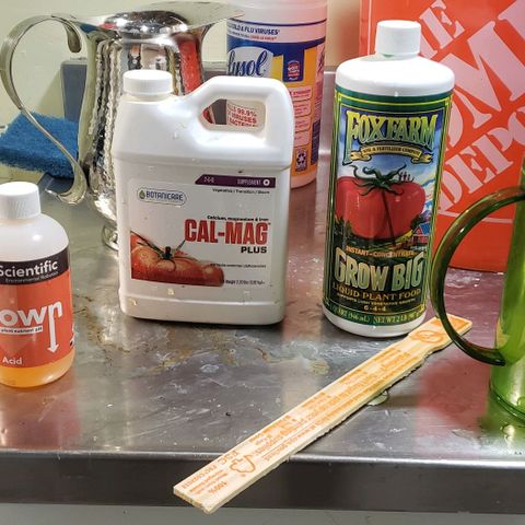 Auto Bruce Banner growlog photo: Watered with nutrients for the first time

Ph 5.9
Ppm 650
Ec 1600
Cal mag
Root hormones
