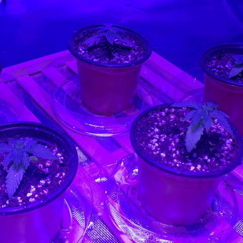 Auto Bruce Banner growlog photo: Watered with nutrients for the first time

Ph 5.9
Ppm 650
Ec 1600
Cal mag
Root hormones

