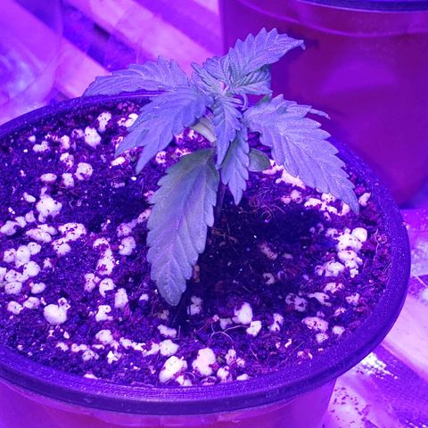 Auto Bruce Banner growlog photo: Looking healthy after feeding number 1 !