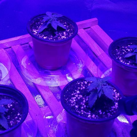 Auto Bruce Banner growlog photo: Looking healthy after feeding number 1 !
