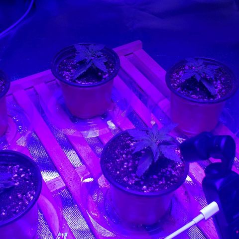 Auto Bruce Banner growlog timeline photo