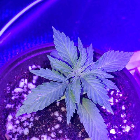 Auto Bruce Banner growlog timeline photo