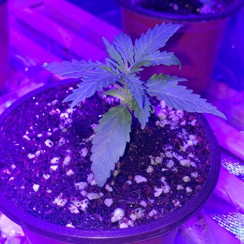 Auto Bruce Banner growlog timeline photo