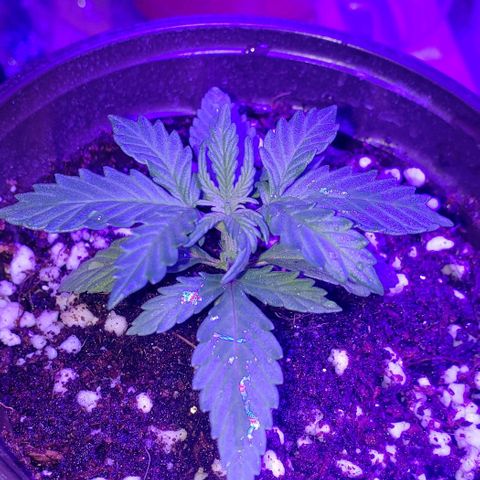 Auto Bruce Banner growlog timeline photo
