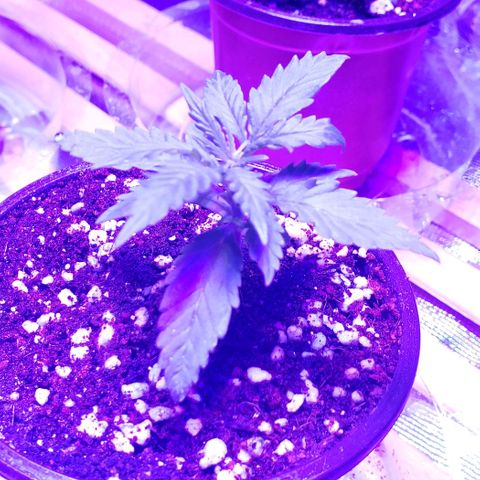 Auto Bruce Banner growlog timeline photo