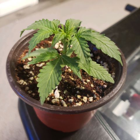 Auto Bruce Banner growlog timeline photo