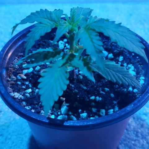 Auto Bruce Banner growlog timeline photo