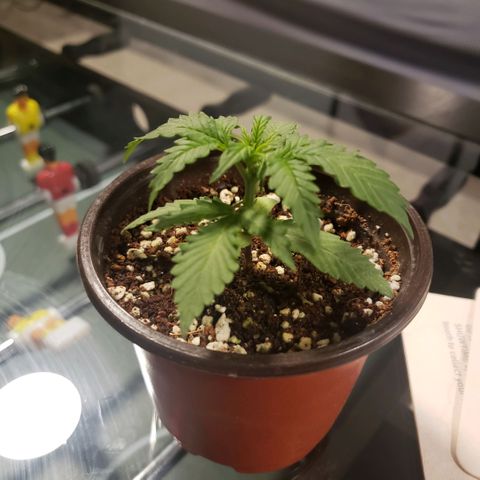 Auto Bruce Banner growlog timeline photo
