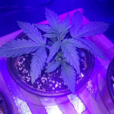 Auto Bruce Banner growlog photo: Looking good! Will need to re pot in a few days, waiting to see roots come out of the bottom - will prob wait for soil to dry up a bit prior. Still like 75% moist 