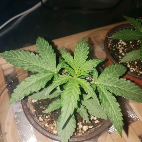 Auto Bruce Banner growlog photo: Looking good! Will need to re pot in a few days, waiting to see roots come out of the bottom - will prob wait for soil to dry up a bit prior. Still like 75% moist 