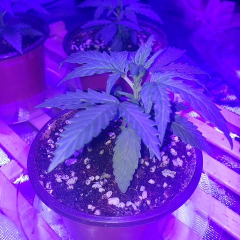 Auto Bruce Banner growlog photo: Looking good! Will need to re pot in a few days, waiting to see roots come out of the bottom - will prob wait for soil to dry up a bit prior. Still like 75% moist 