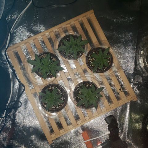 Auto Bruce Banner growlog photo: Looking good! Will need to re pot in a few days, waiting to see roots come out of the bottom - will prob wait for soil to dry up a bit prior. Still like 75% moist 