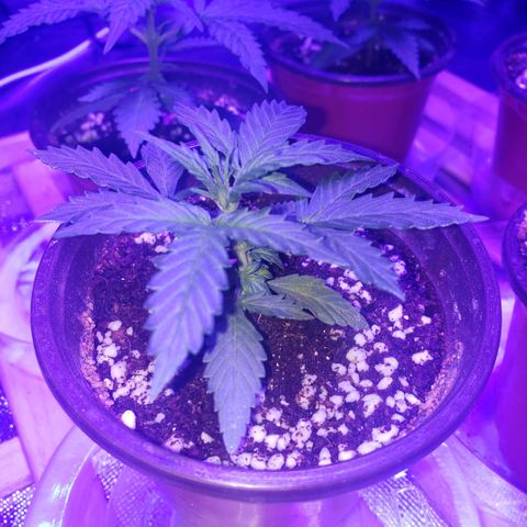 Auto Bruce Banner growlog photo: Looking good! Will need to re pot in a few days, waiting to see roots come out of the bottom - will prob wait for soil to dry up a bit prior. Still like 75% moist 