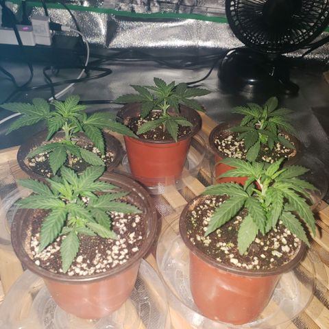 Auto Bruce Banner growlog photo: Looking good! Will need to re pot in a few days, waiting to see roots come out of the bottom - will prob wait for soil to dry up a bit prior. Still like 75% moist 