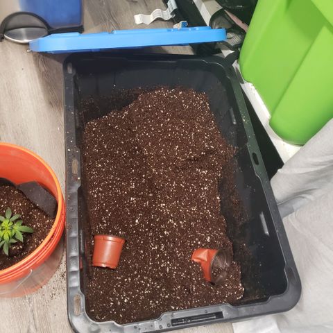 Auto Bruce Banner growlog photo: Repotted and extra light! All the plants are getting from 500-600 ppm 