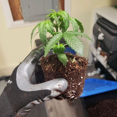 Auto Bruce Banner growlog photo: Repotted and extra light! All the plants are getting from 500-600 ppm 