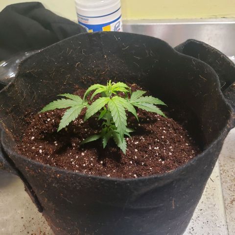 Auto Bruce Banner growlog photo: Repotted and extra light! All the plants are getting from 500-600 ppm 