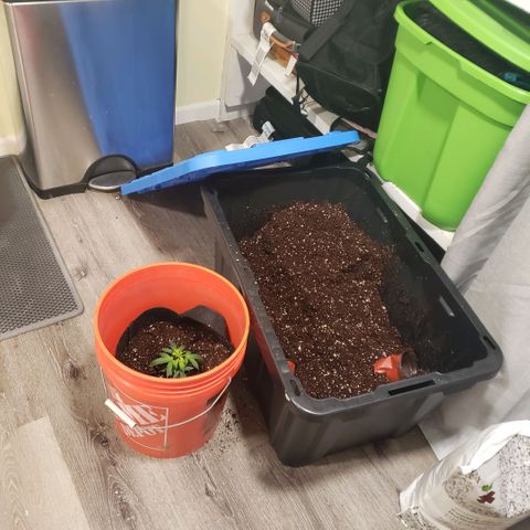 Auto Bruce Banner growlog photo: Repotted and extra light! All the plants are getting from 500-600 ppm 