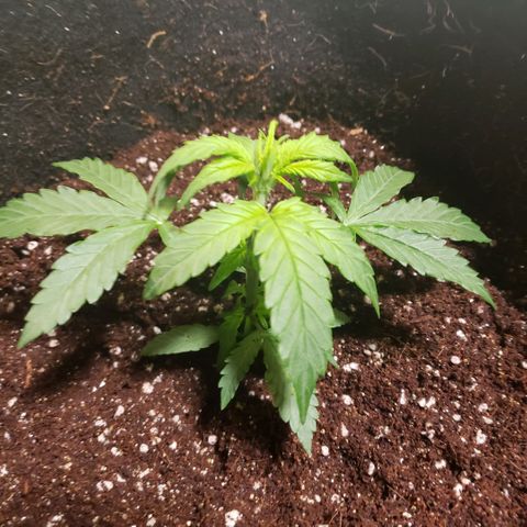 Auto Bruce Banner growlog photo: Repotted and extra light! All the plants are getting from 500-600 ppm 