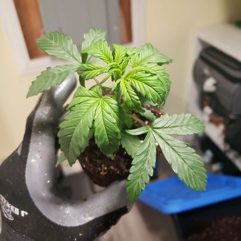 Auto Bruce Banner growlog photo: Repotted and extra light! All the plants are getting from 500-600 ppm 