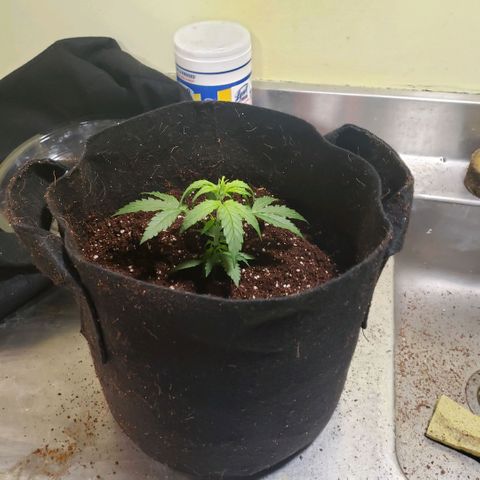 Auto Bruce Banner growlog photo: Repotted and extra light! All the plants are getting from 500-600 ppm 