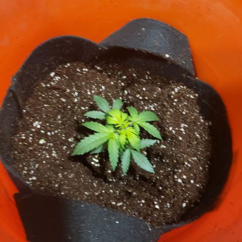 Auto Bruce Banner growlog photo: Repotted and extra light! All the plants are getting from 500-600 ppm 