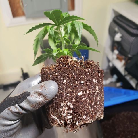 Auto Bruce Banner growlog photo: Repotted and extra light! All the plants are getting from 500-600 ppm 