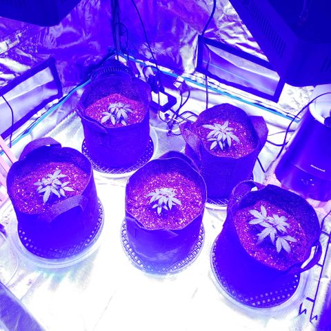 Auto Bruce Banner growlog photo: Repotted and extra light! All the plants are getting from 500-600 ppm 