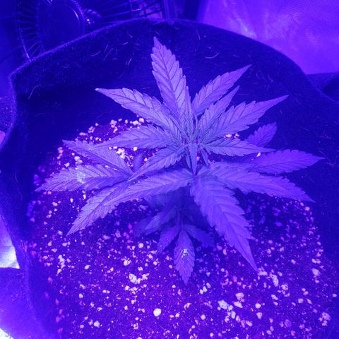 Auto Bruce Banner growlog timeline photo