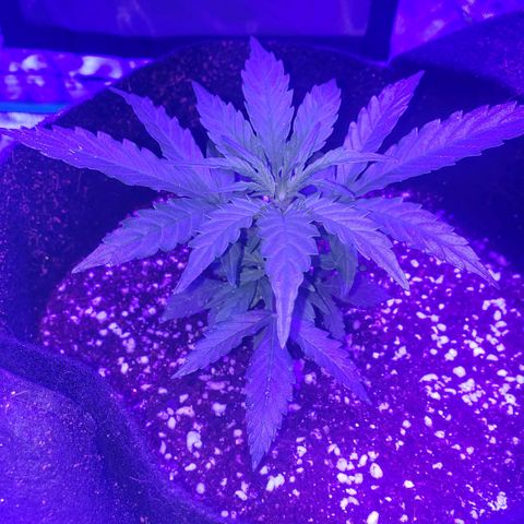 Auto Bruce Banner growlog timeline photo