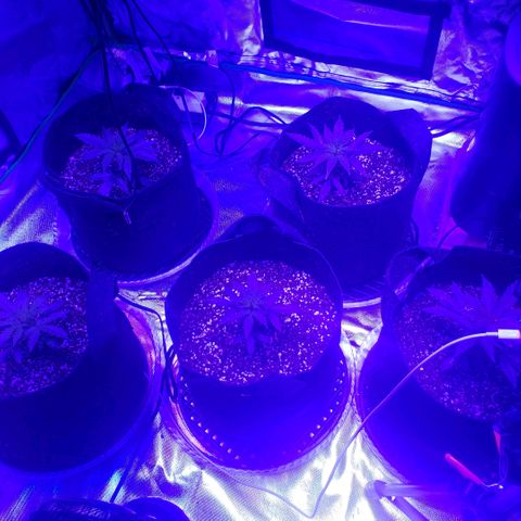 Auto Bruce Banner growlog timeline photo