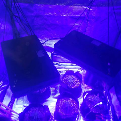 Auto Bruce Banner growlog timeline photo