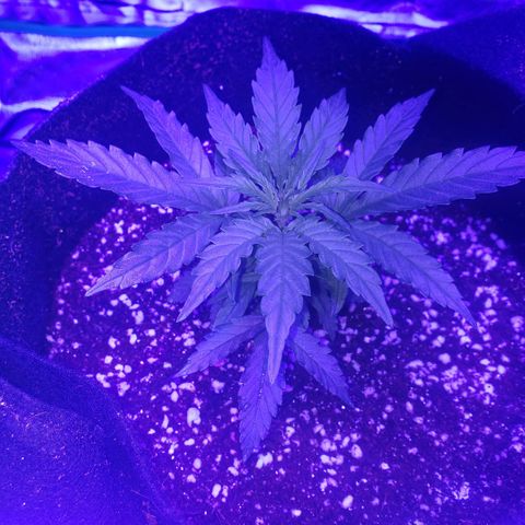 Auto Bruce Banner growlog timeline photo