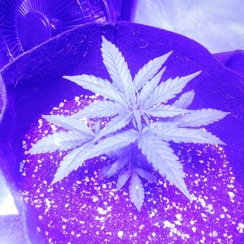 Auto Bruce Banner growlog timeline photo