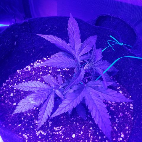 Auto Bruce Banner growlog photo: Low stress training begun 
