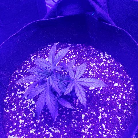 Auto Bruce Banner growlog photo: Low stress training begun 