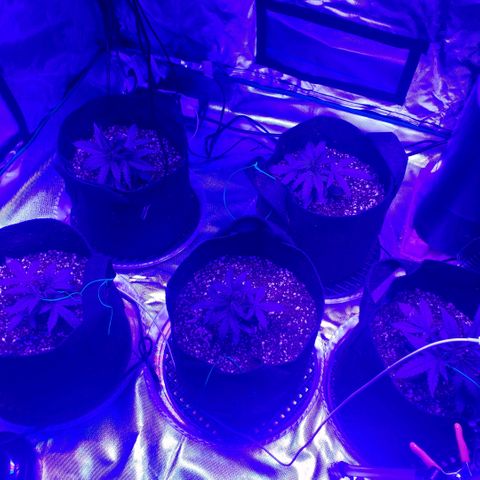 Auto Bruce Banner growlog photo: Low stress training begun 