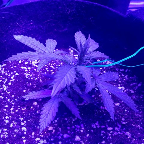 Auto Bruce Banner growlog photo: Low stress training begun 