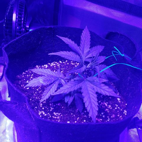 Auto Bruce Banner growlog photo: Low stress training begun 